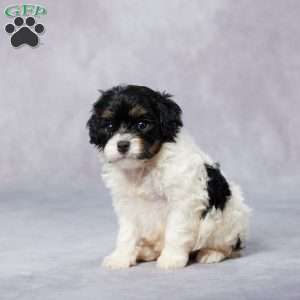 Oria, Cavapoo Puppy